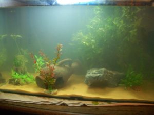 water with a milky appearance may be a sign of incomplete cycling a fish tank