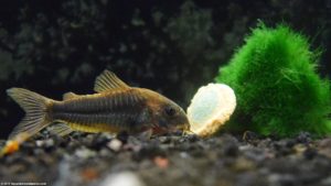 Cory catfish are good cleaners but sensitive in new aquariums