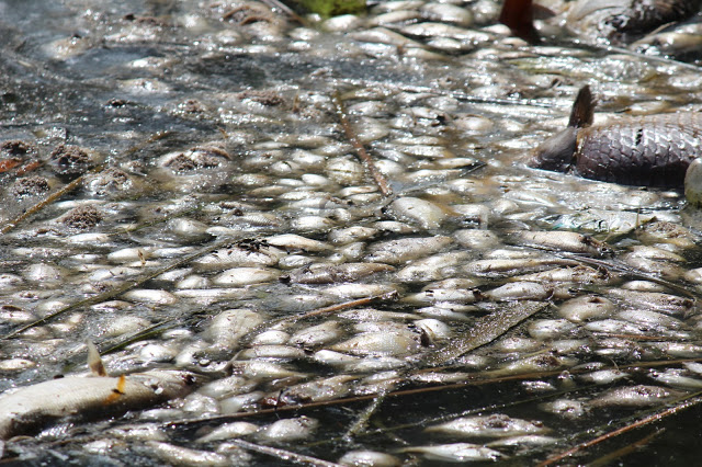 Dead Fish Removal From Pond in Wichita & Kansas- Causes & cleanup!