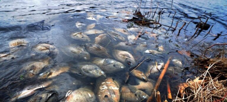 Fish Kills: Causes, Disposal, and Prevention for Kansas and the Wichita area