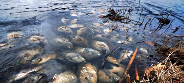 Victims of winterkill in thawed pond