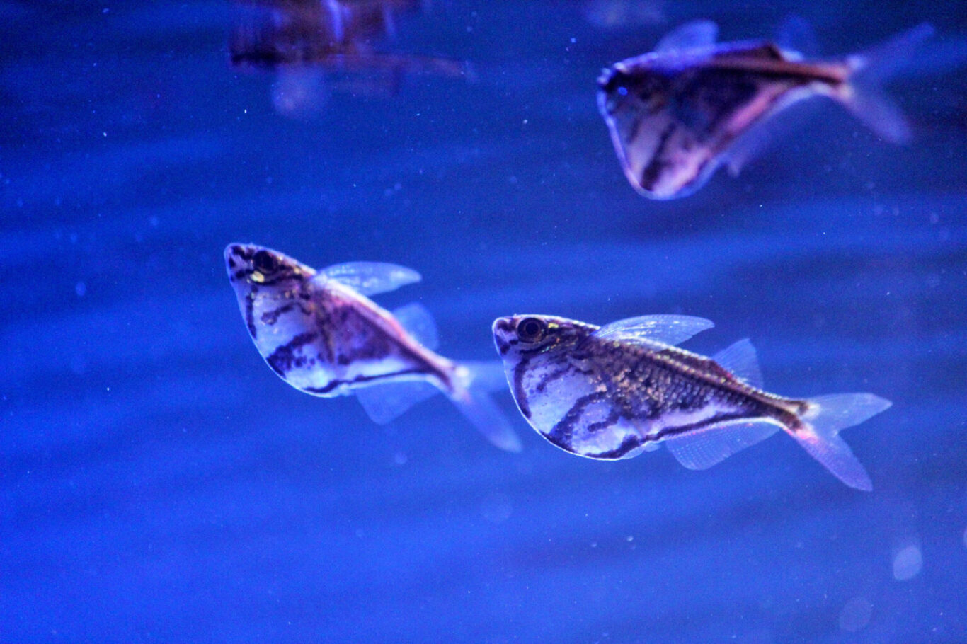 Flying Hatchet fish swim near the surface