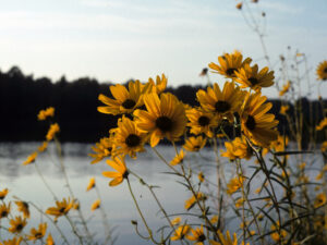 swamp sunflower