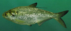 American gizzard shad