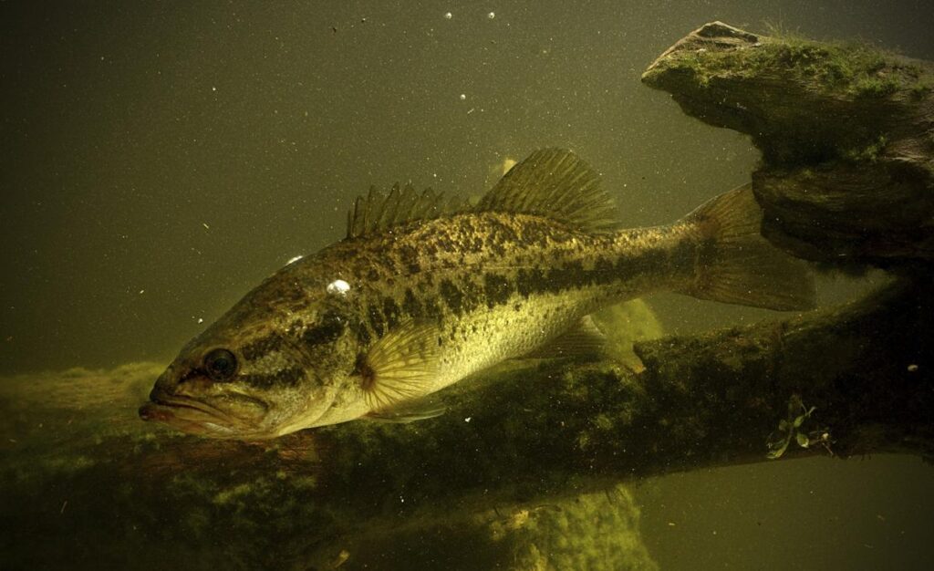 Largemouth Bass eats fish food