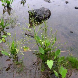 Broad-leafed flowering herb in shallow water