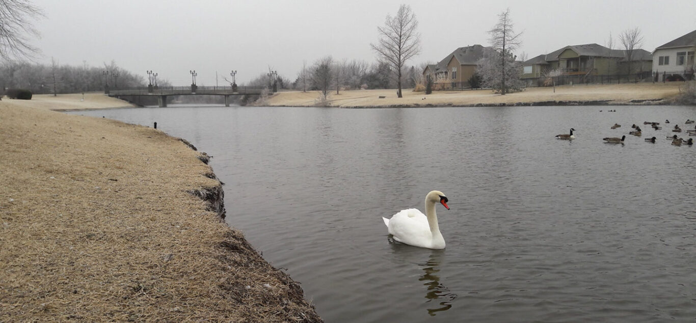 A white swan swims in a wintery retention pond in East Wichita