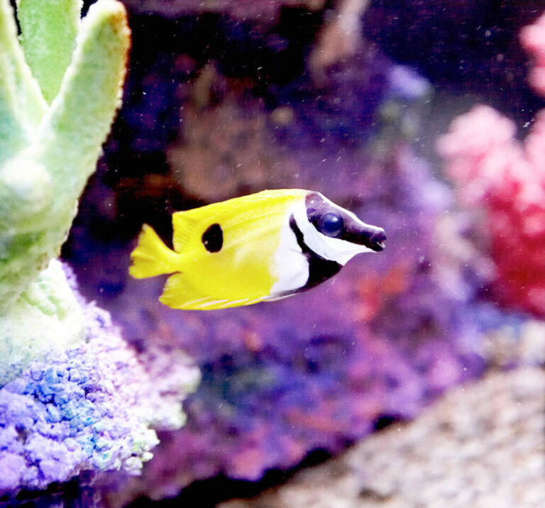 How to Add Water to Your Aquarium and Feed Saltwater Fishes
