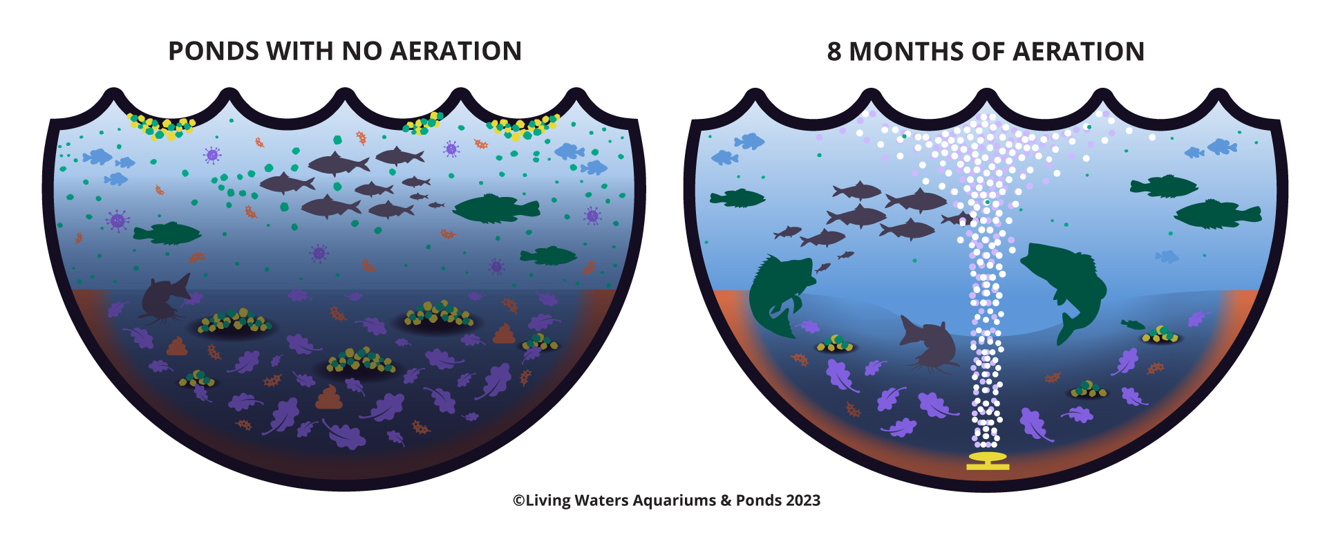 Your Guide to Crappie: From Identification to Pond Management – Living  Water Aeration