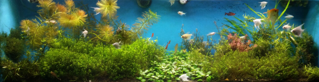Author's 40-gallon aquarium with a central foreground of bright green, round leaves: Lobelia Cardinalis