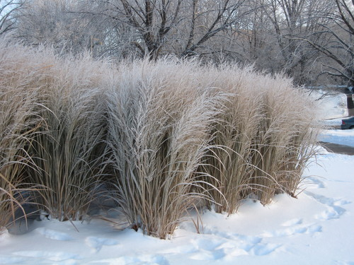 A large stand of ornamental switchgrass in the snow